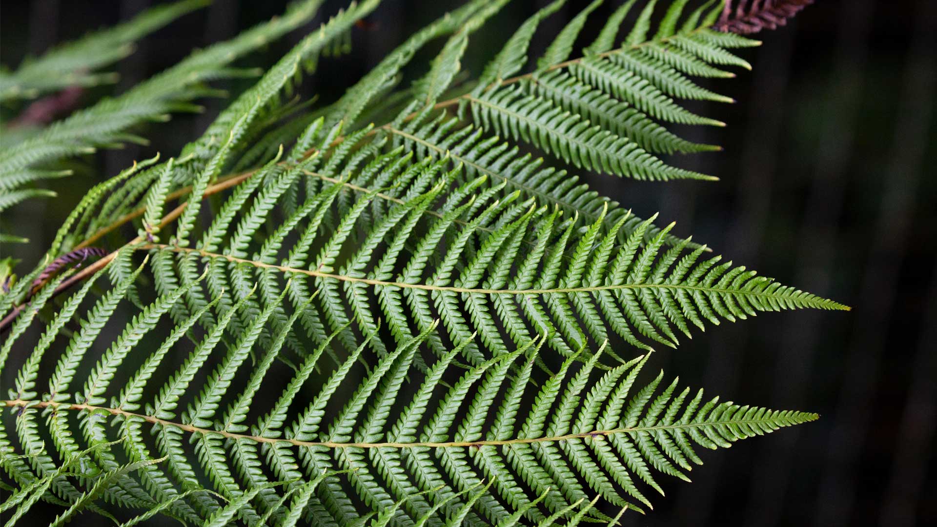 Hospice West Auckland’s Kaiārahi – Cultural Lead